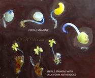  Parts of aerial bisexual flower
